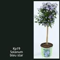 Bild von KP19 Solanum  stam rantonetti Bleu star